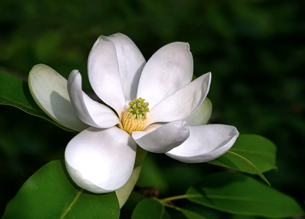 A closeup of a sweet bay magnolia flower.