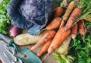 10 Best Vegetables To Grow In The Winter
