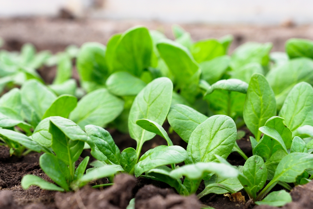 A closeup of young spinach plants in the soil.