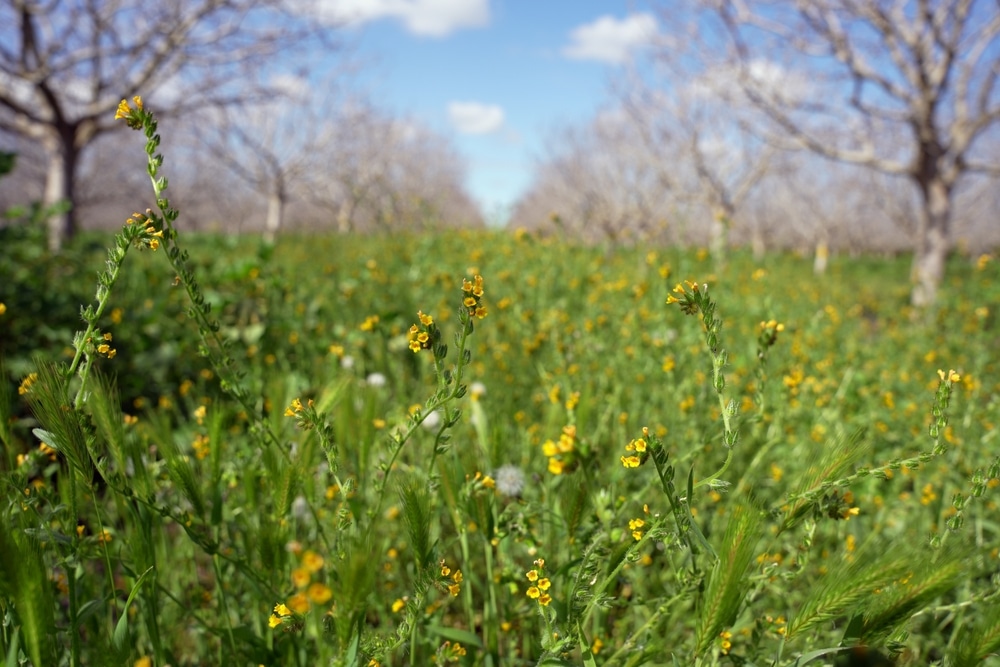 A field of cover crops.