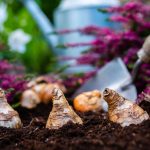 How To Plant And Grow Spring Bulbs In The Fall: Step-By-Step