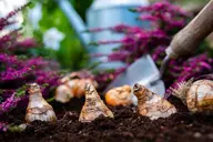 Flower bulbs stuck in the soil with garden tools in the background.