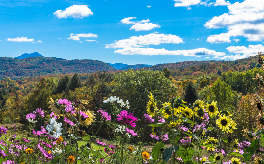 Flowers blooming in Vermont garden by hills.