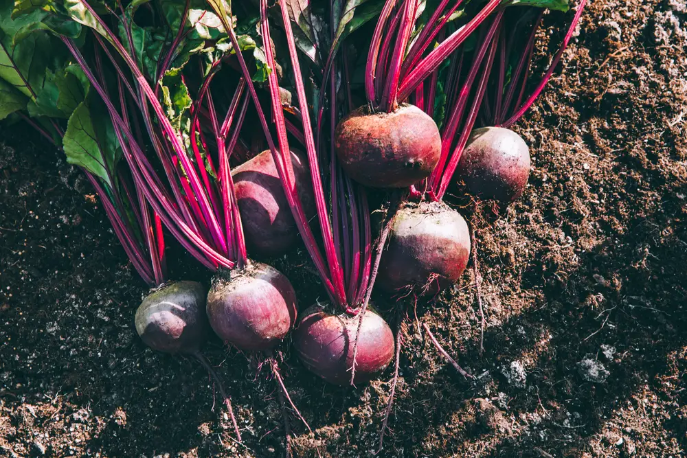 Fresh pulled beets resting on the soil.