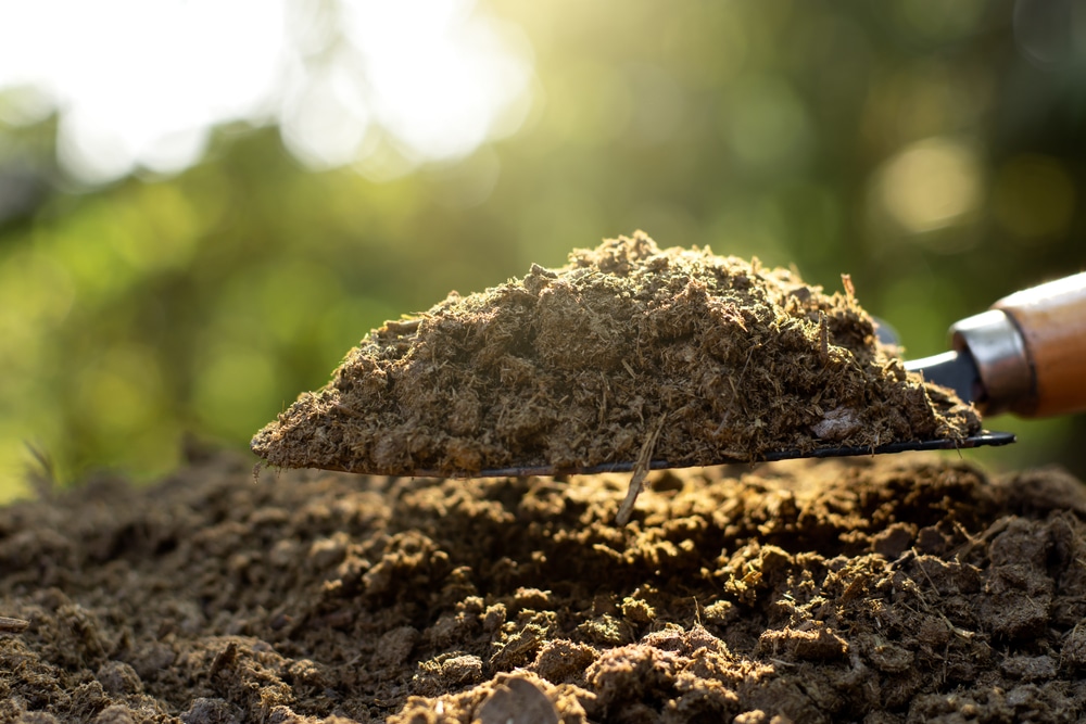 A garden trowel holding some manure fertilizer.