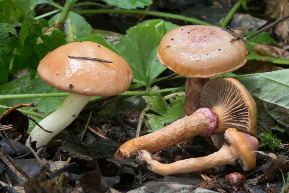 A group of chroogomphus rutilus mushrooms, which are a mycorrhizal species.