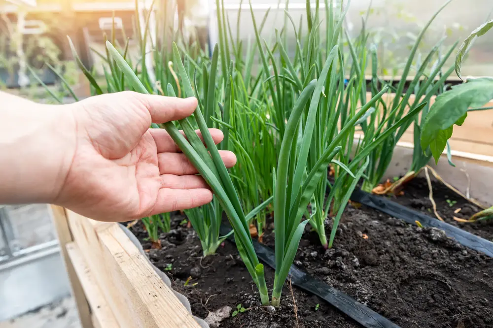 A hand holding a chive plant that's in a wooden crate.