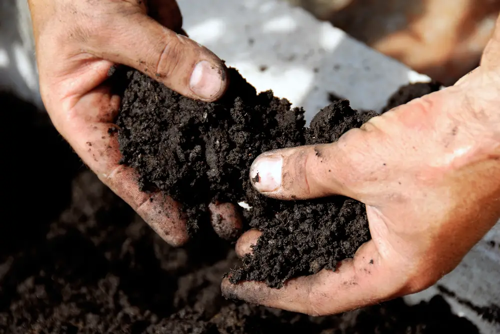 A closeup of a man's hands holding and breaking apart black soil.