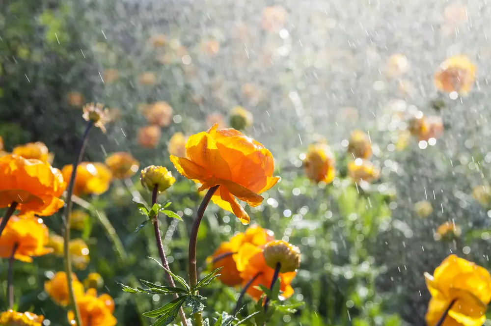 Orange-yellow flowers in the rain.