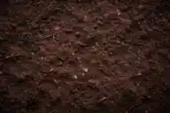 Overhead view of soil.