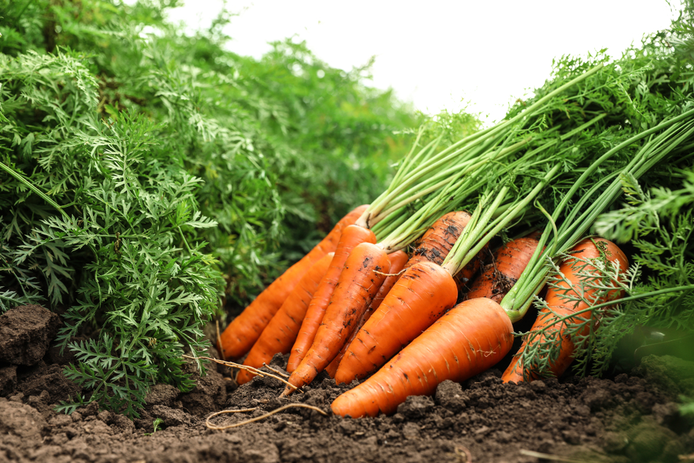 A pile of freshly pulled carrots next to others on a field.