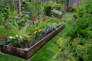 A raised bed garden between two other gardens in a fenced-in yard.