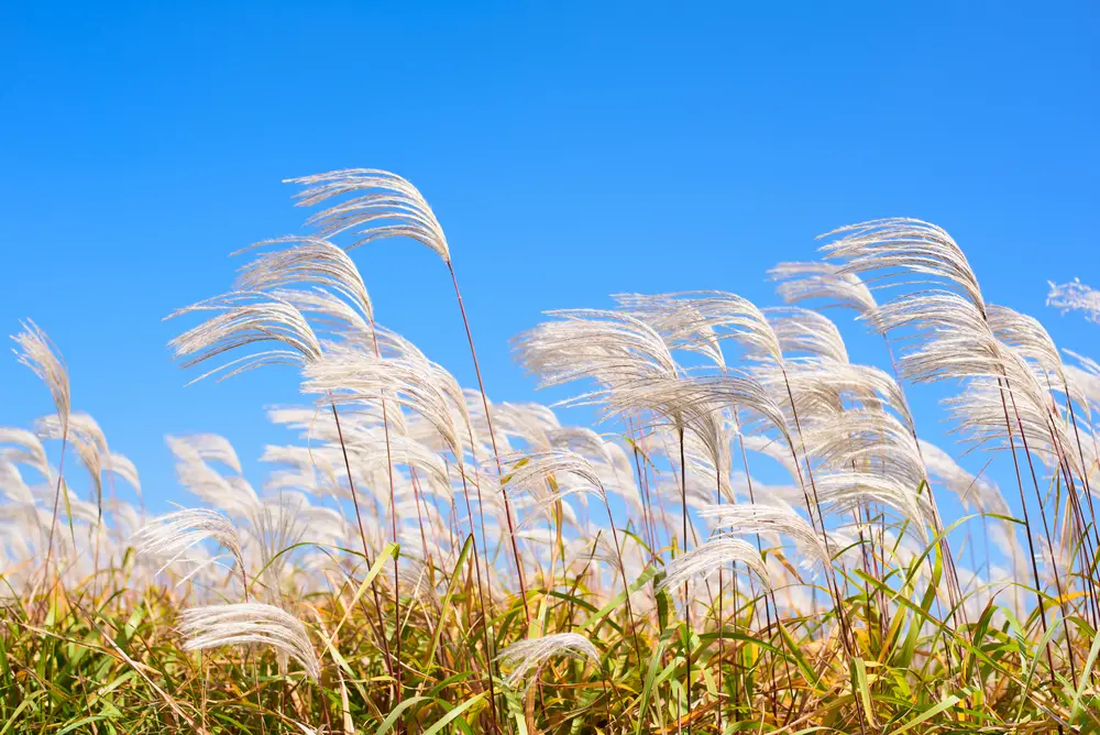 Reeds and grass blowing in the wind on a clear, sunny day.