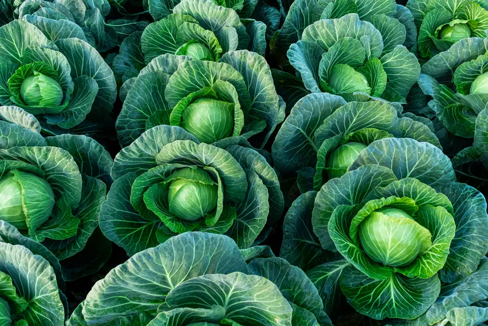 Rows of cabbage in a field.