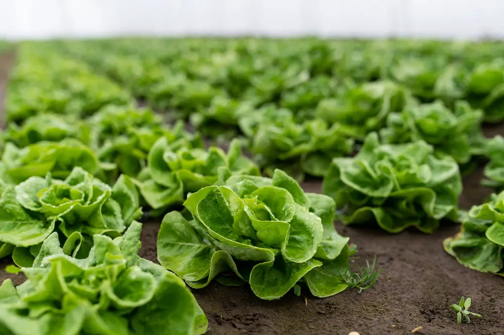 Rows of lettuce in a greenhouse.