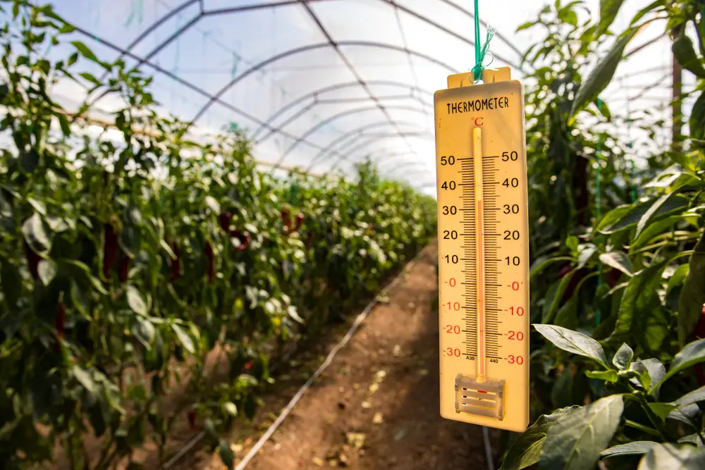A thermometer inside a greenhouse.