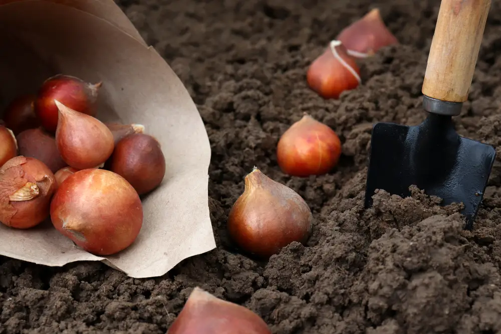 Tulip bulbs spilling out of container onto soil and next to a garden trowel.