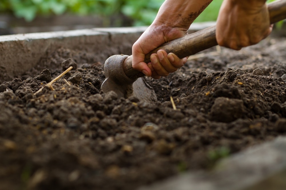 Using garden hoe to loosen the soil.