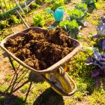 How And When To Fertilize Your Vegetable Garden Naturally