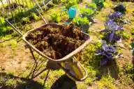 A wheelbarrow of manure in a vegetable garden.