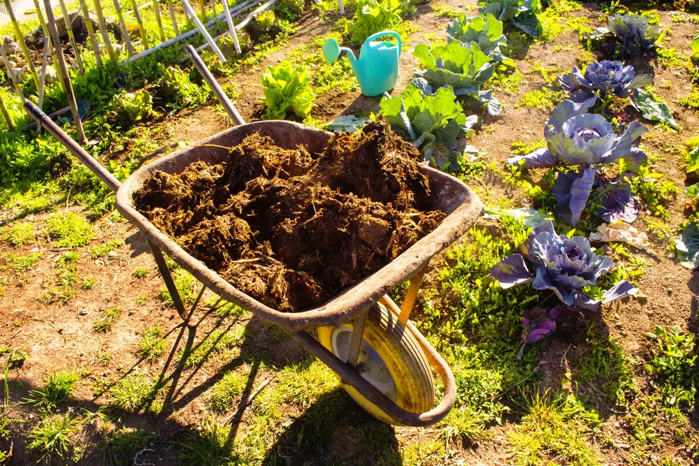 How And When To Fertilize Your Vegetable Garden Naturally