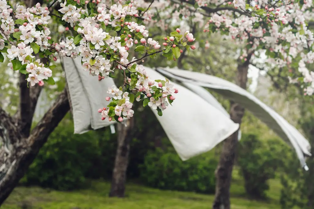 Wind-drying laundry among blooming apple trees in the backyard.