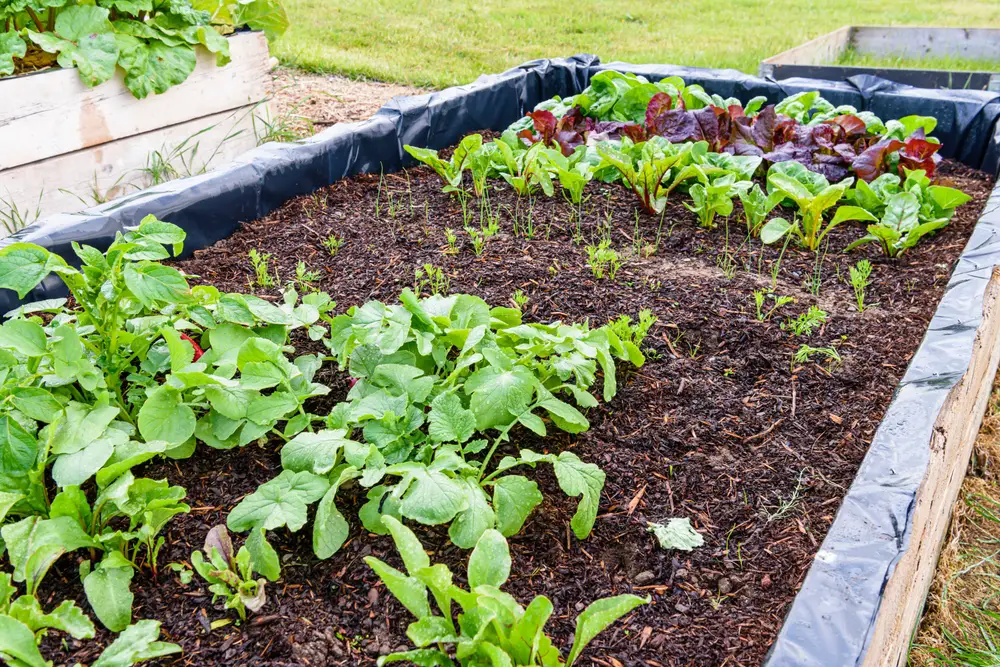 Young vegetables in a raised garden bed.