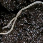 Pot Worms Overview Guide