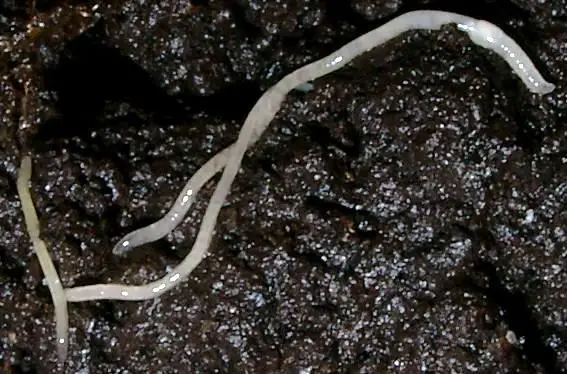 A closeup of pot worms in soil.