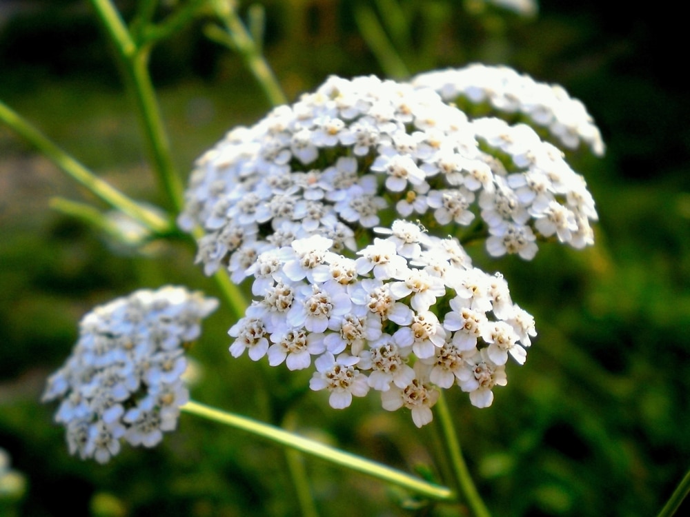 A closeup of common yarrow.