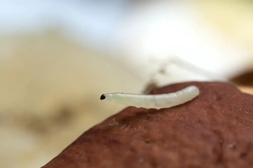 Closeup of fungus gnat larvae.