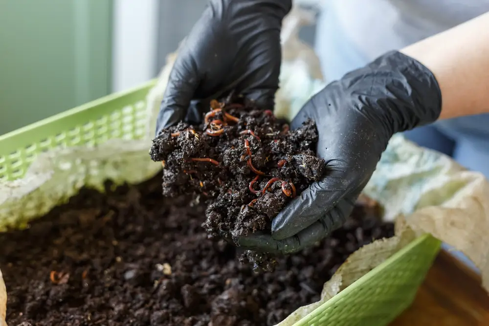 A closeup of gloved hands holding vermicompost.