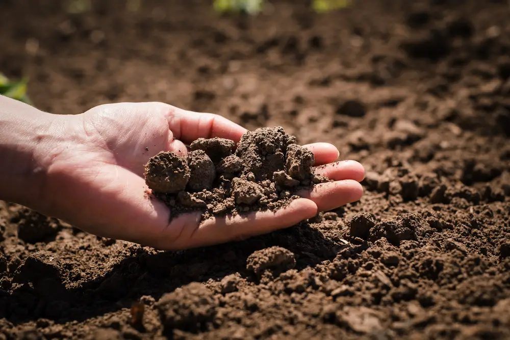 A closeup of a hand holding soil on a sunny day.