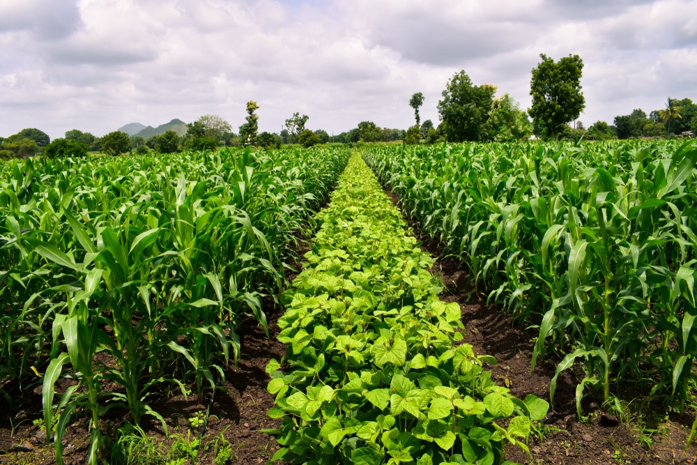 Crop rotation with different crops in rows.