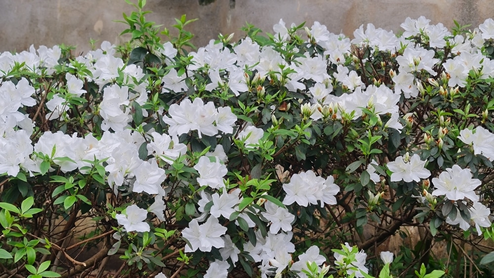 Delaware Valley white azalea