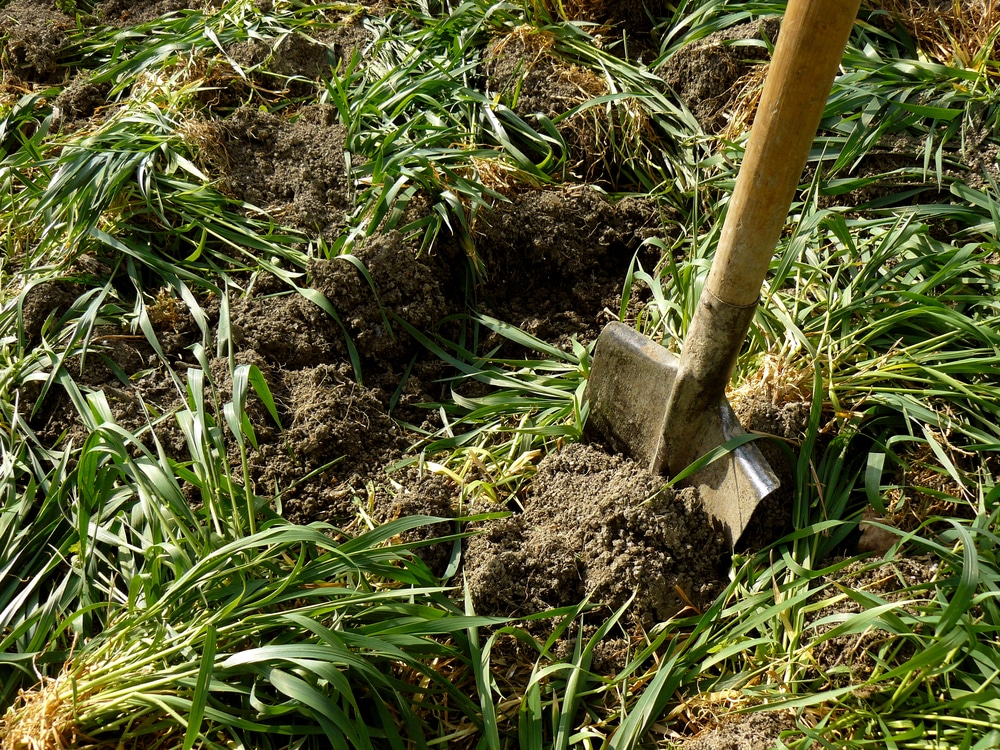 Digging green manure into the soil.