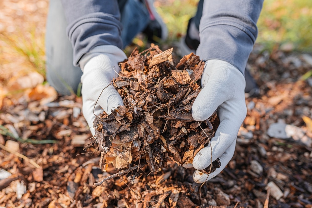 Closeup of gloved hands holding mulch.