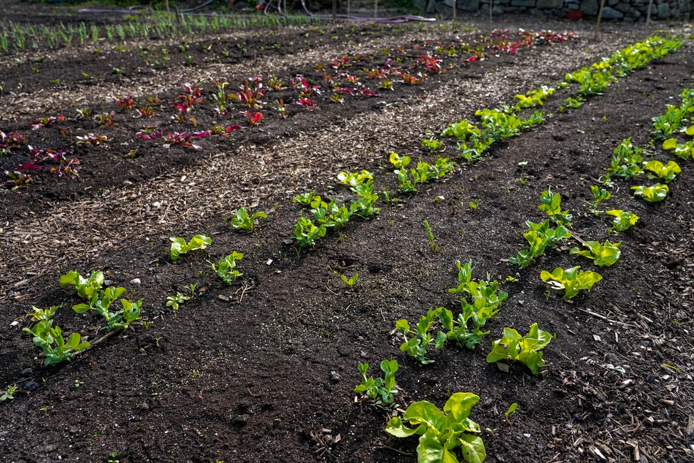 No-till garden beds on a sunny day.