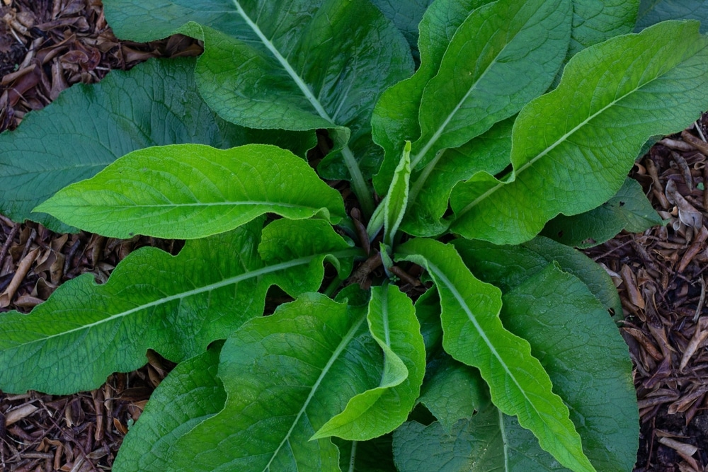 Overhead closeup of comfrey.