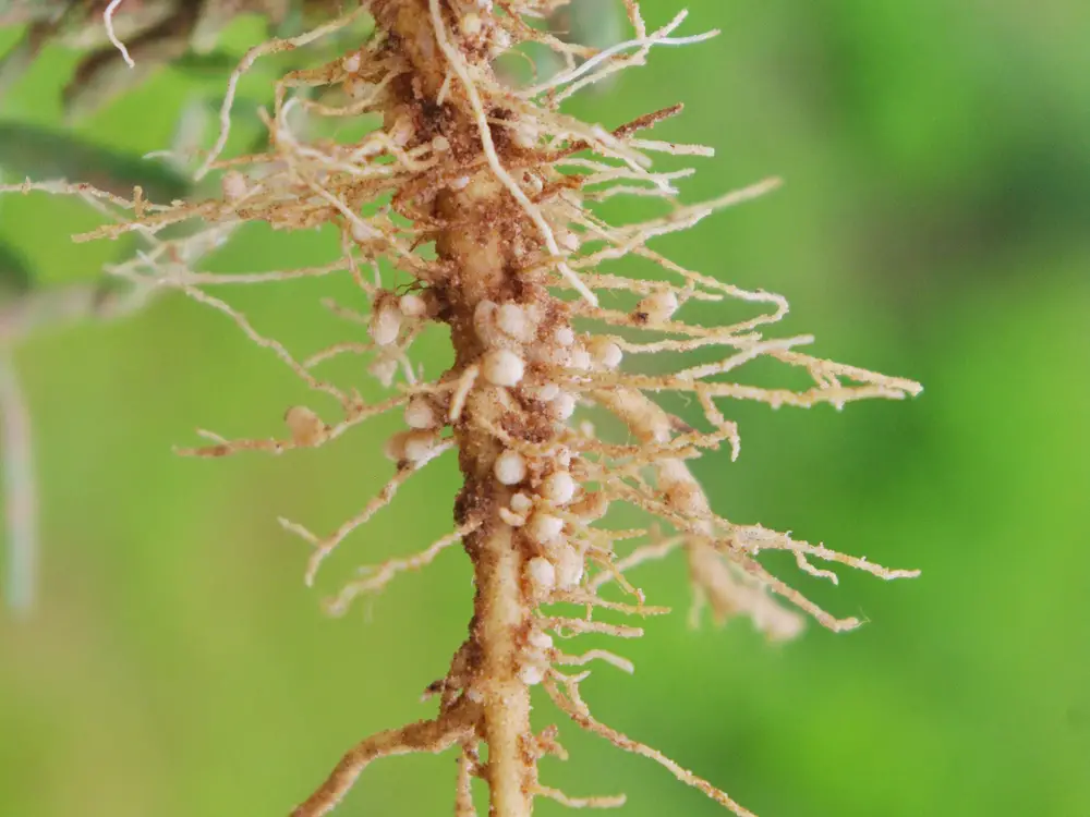 Plant roots showing bacteria nodules fixing nitrogen.