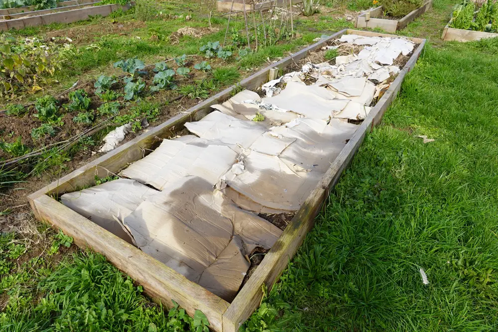 Raised garden bed with lasagna gardening.