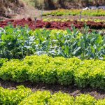 15 Best Vegetable Garden Ideas