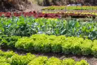 Rows of plants and vegetables in a garden.