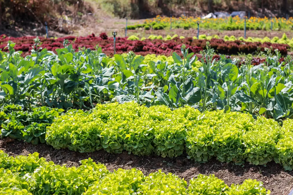 15 Best Vegetable Garden Ideas