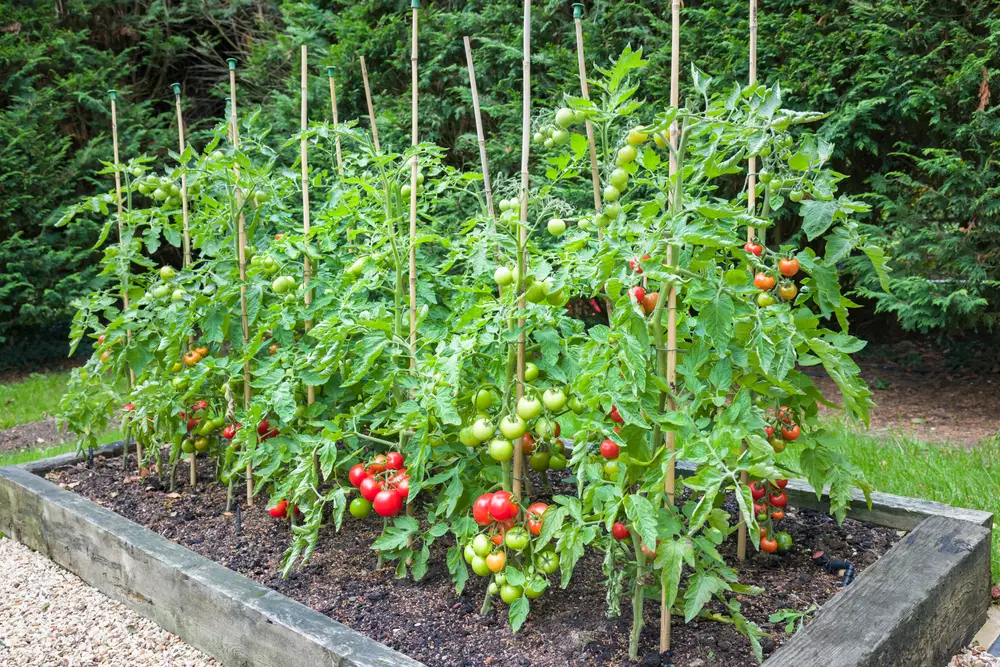 Tomato plants in a raised garden bed.