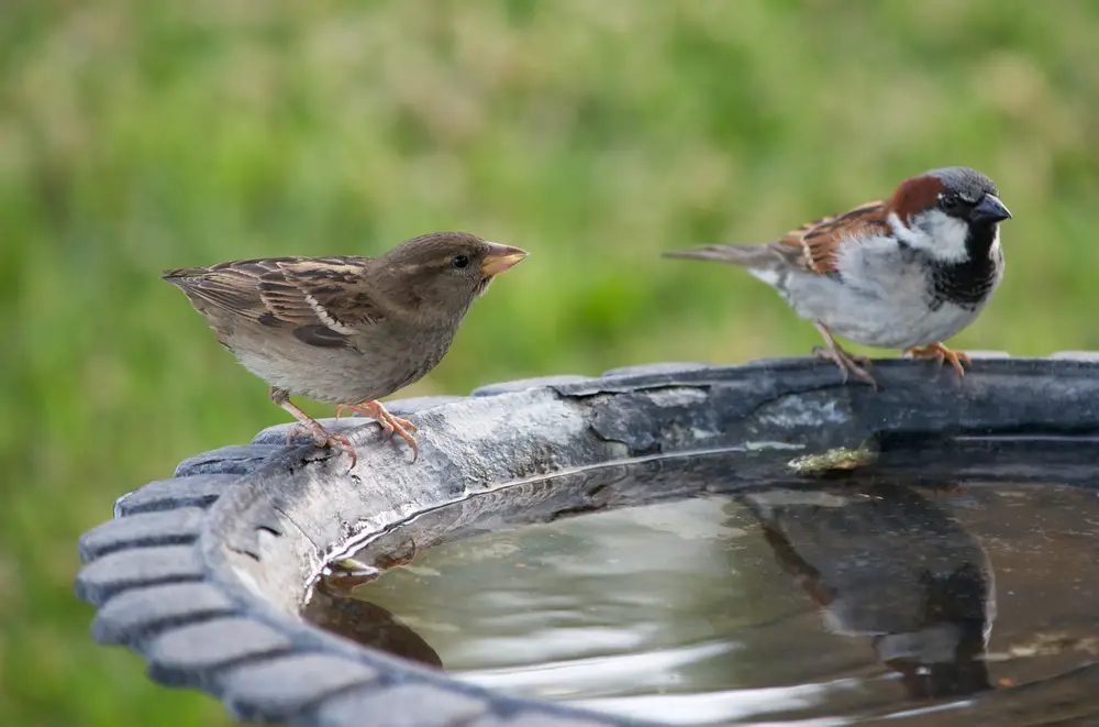 Two small birds using a bird bath.