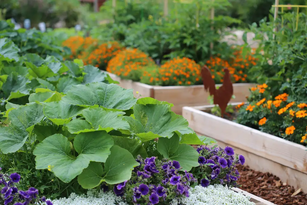 Vegetables and flowers in raised garden beds.
