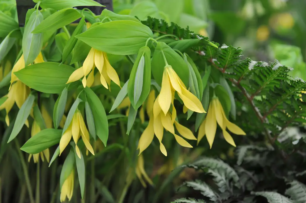 A bellwort plant.