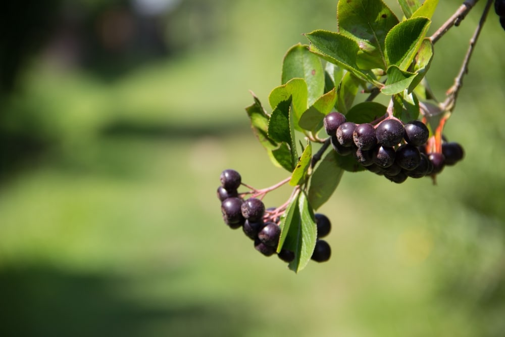 A closeup of a black chokeberry.