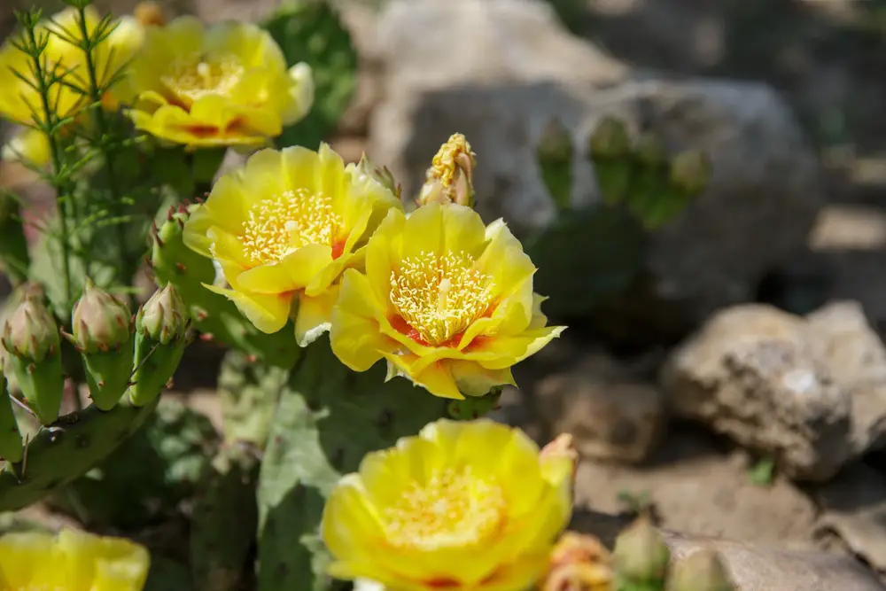 A blooming eastern prickly pear.